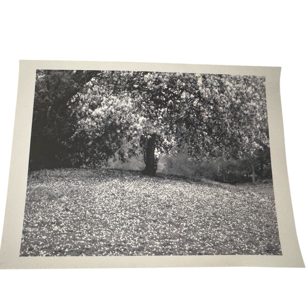 Black and White Tree Art Photography  Print Signed BJF 04